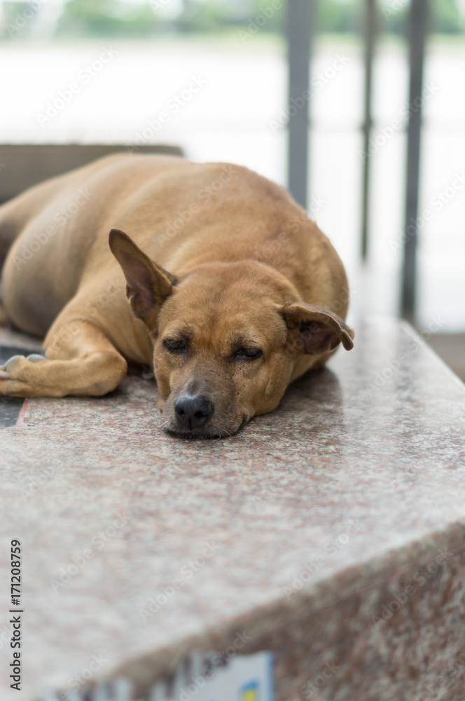 Stray dog Stray dog