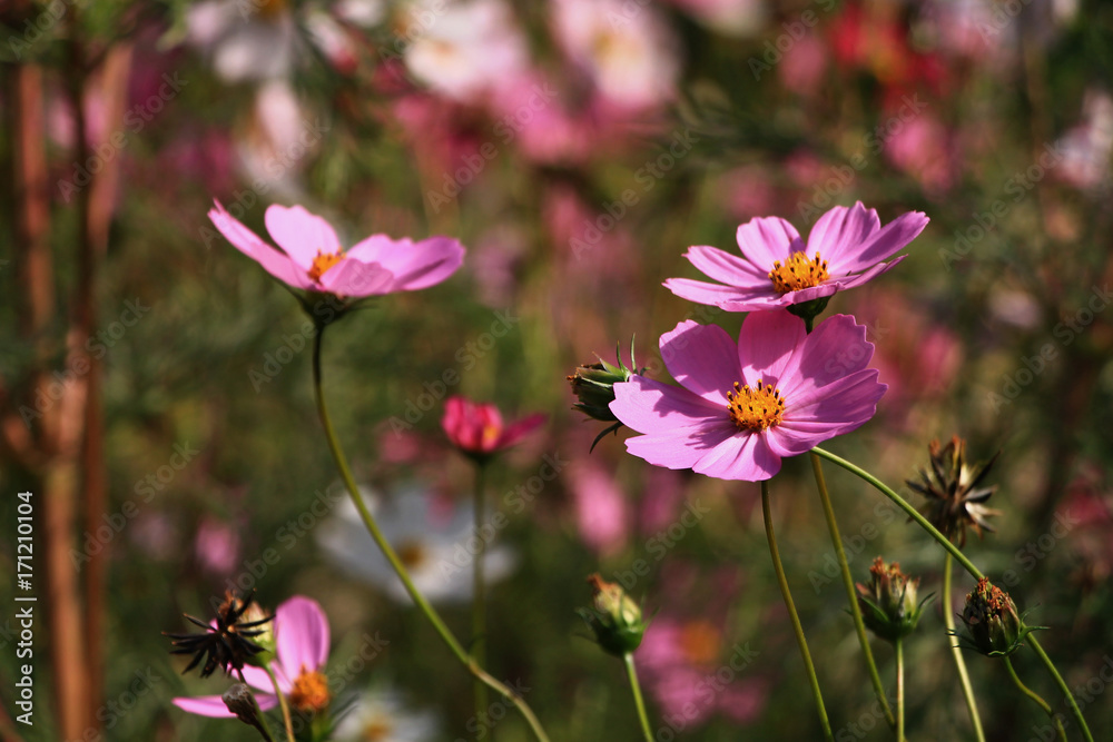 Colorful cosmos flowers in garden , september moments Colorful cosmos flowers in garden , september moments