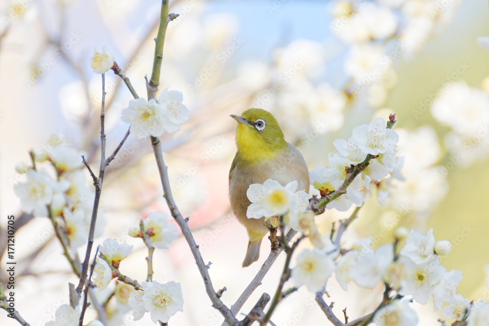 メジロと梅の花 Stock Photo Adobe Stock