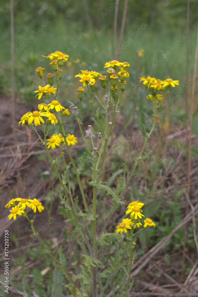 golden marguerite plant. flowers of Bright sun golden marguerite plant. flowers of Bright sun