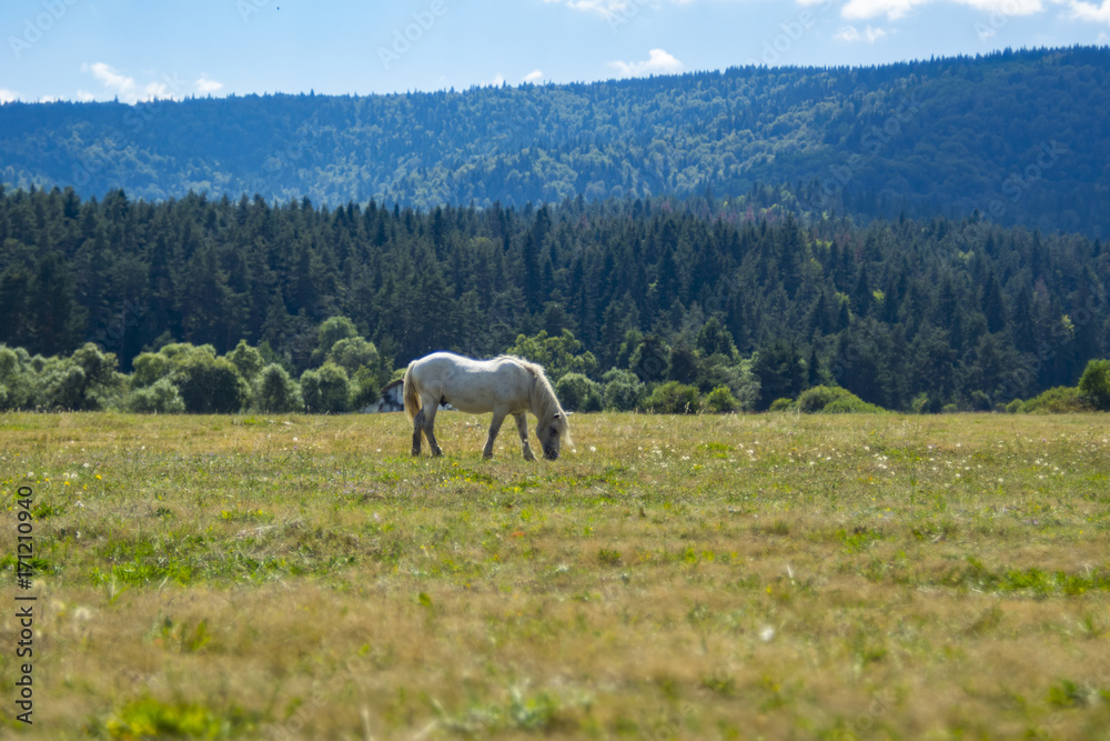 White horse