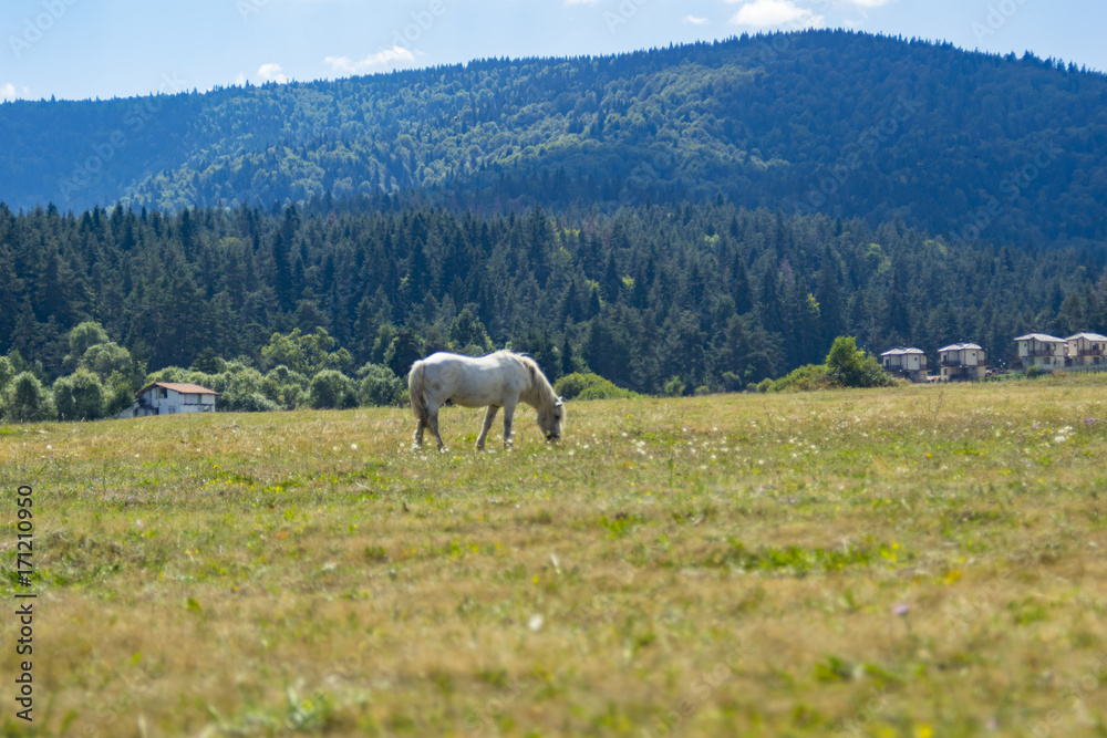 Fototapeta premium White horse