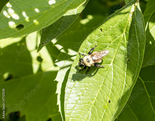 Robberfly Bumblebee