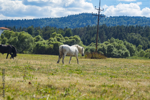 White horse