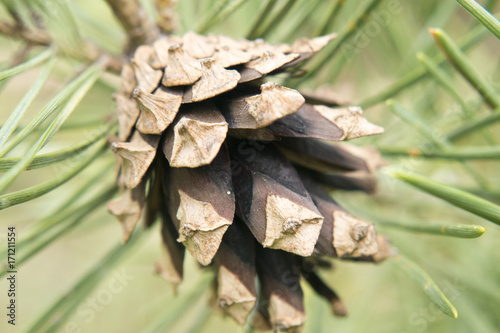 Pinecone