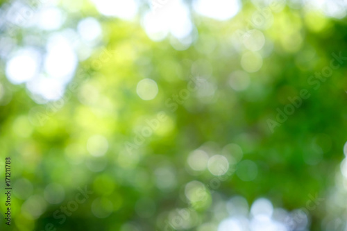 abstract green bokeh Nature background