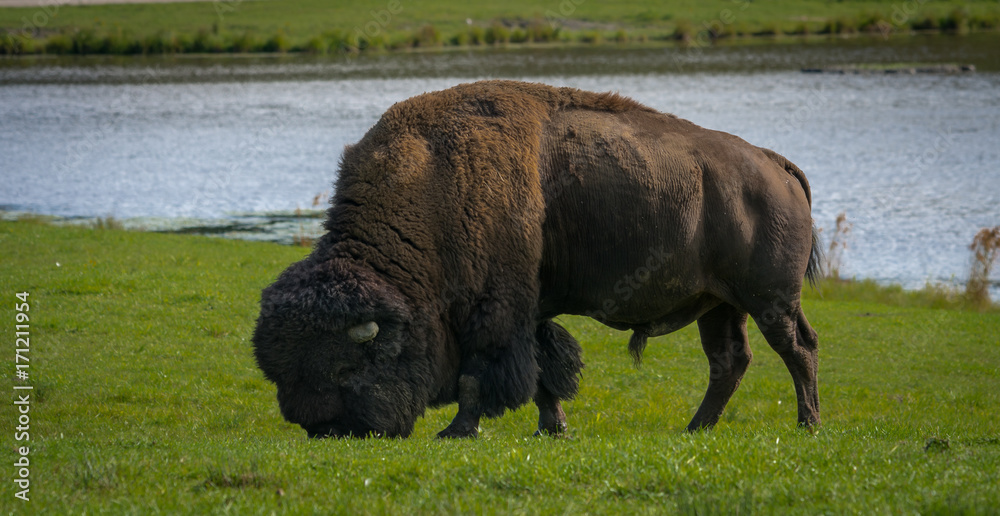 Bull bison eating in the summer
