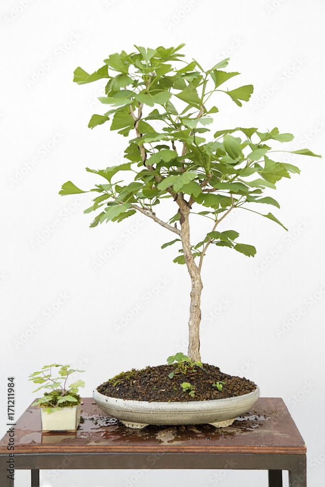 Ginkgo biloba bonsai on a wooden table and white background Stock Photo |  Adobe Stock