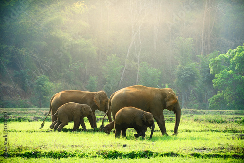 Elephant family walking through the meadow.