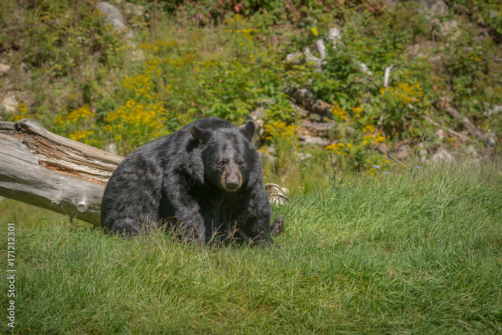 Black bear enjoying the summer sun Black bear enjoying the summer sun