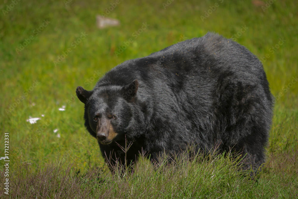 Fototapeta premium Black bear enjoying the summer sun