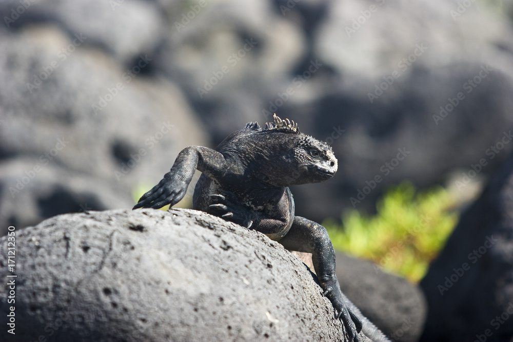 iguana auf der Galapagos Insel Mindelo iguana auf der Galapagos Insel Mindelo