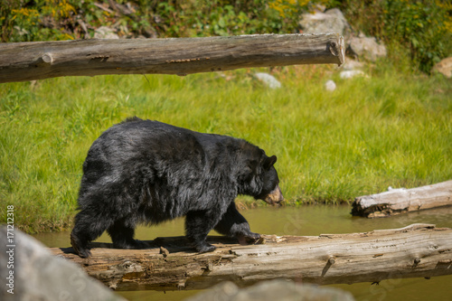 Black bear enjoying the summer sun