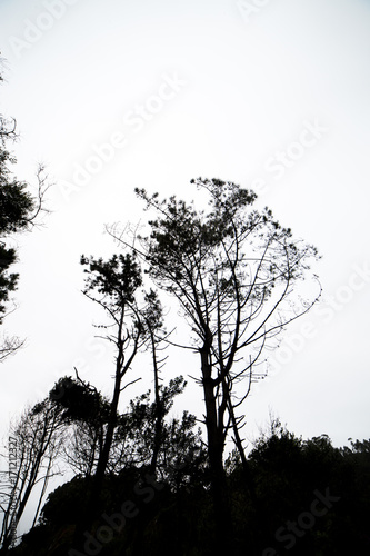 Black trees on cloudy sky background 