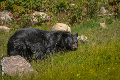 Black bear enjoying the summer sun