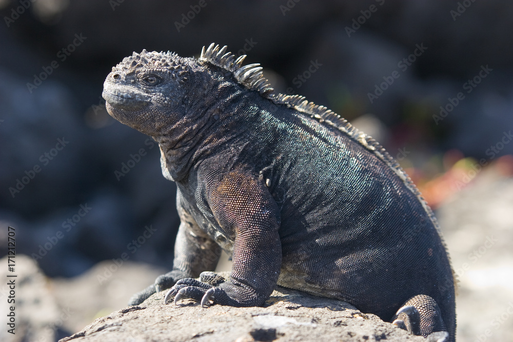 iguana auf der Galapagos Insel Mindelo iguana auf der Galapagos Insel Mindelo
