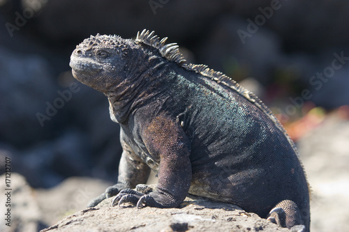 iguana auf der Galapagos Insel Mindelo