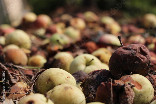 Fallen rotten apples