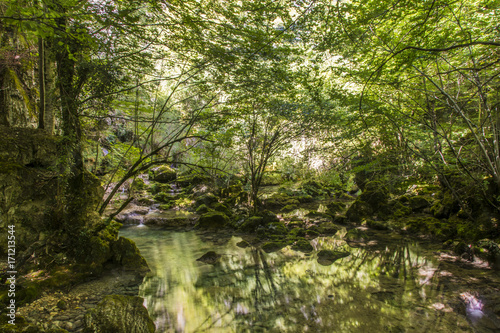 water forest