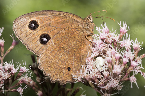 Minos dryas