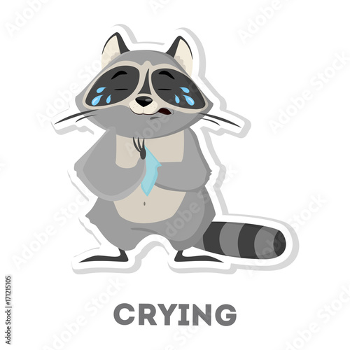 Isolated crying raccoon.