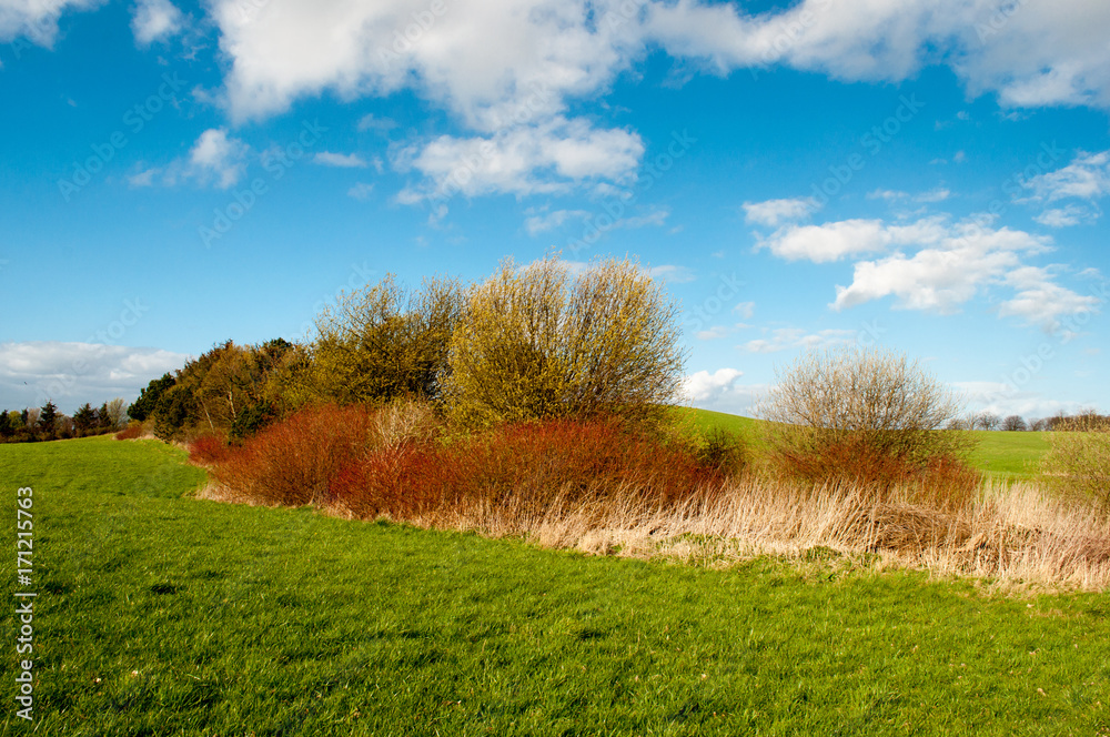 bush on a Danish field