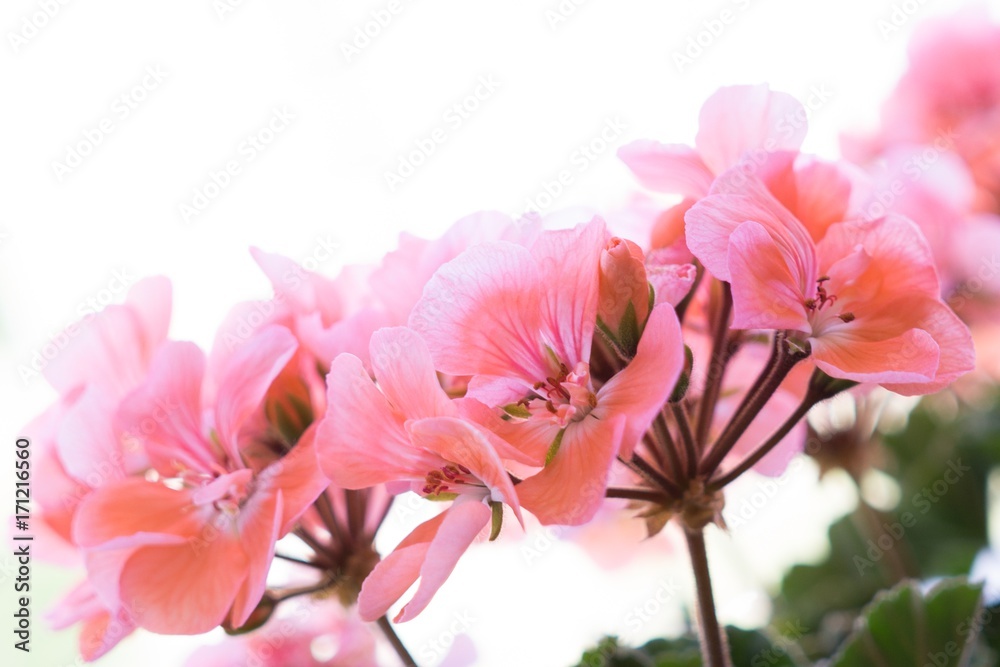 Pink flower. Slovakia