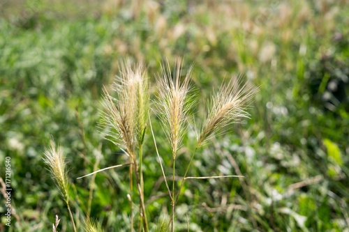Wheat. Slovakia