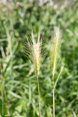 Wheat. Slovakia