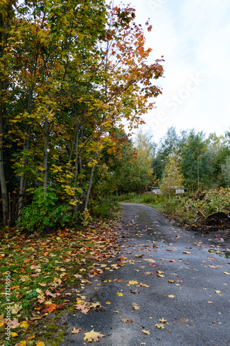 country road in forest