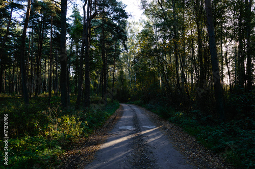 country road in forest