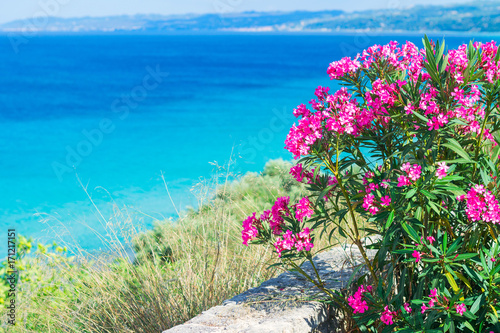 Pink  oleander flowers (Nerium Oleander) by the Aegean Sea. Natural landscape summer background. Greece, Kalithea. photo