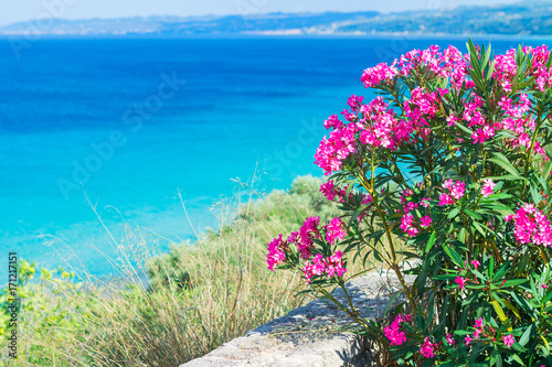 Pink  oleander flowers (Nerium Oleander) by the Aegean Sea. Natural landscape summer background. Greece, Kalithea.