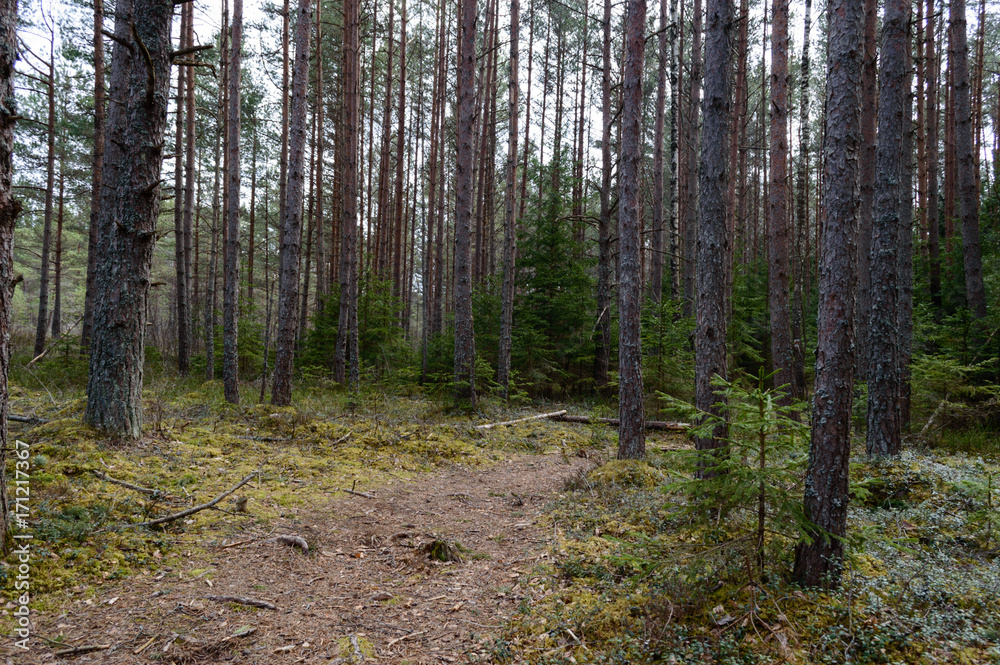 country road in forest