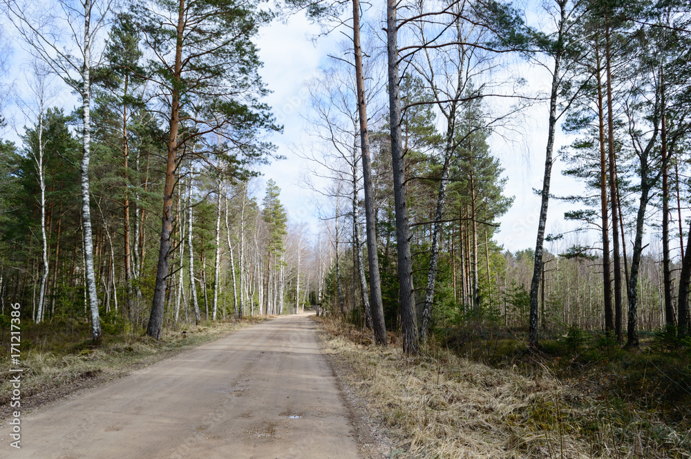 country road in forest country road in forest
