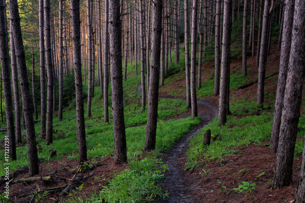 Naklejka premium Forest Trail