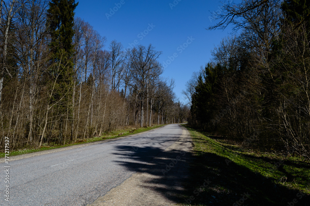 Obraz premium country road in forest