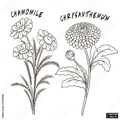 Sketch of flowers of set