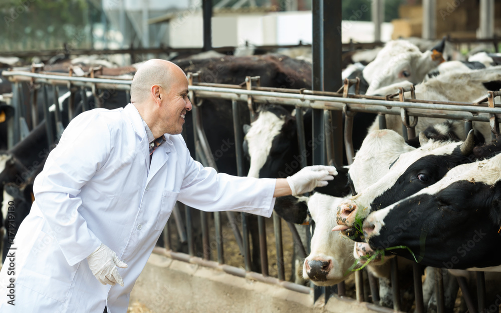 Veterinarian with cows in livestock farm Stock Photo | Adobe Stock