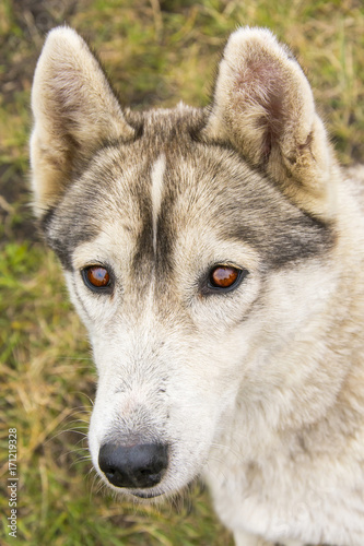 Portrait of Siberian Husky