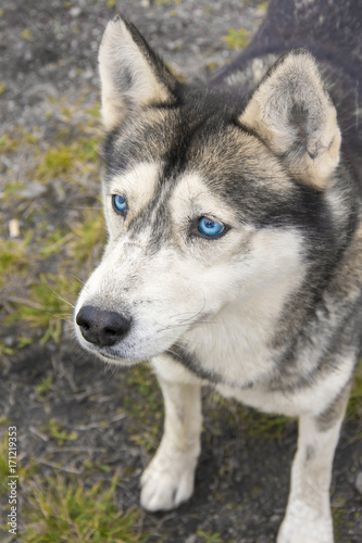 Portrait of Siberian Husky with blue eyes