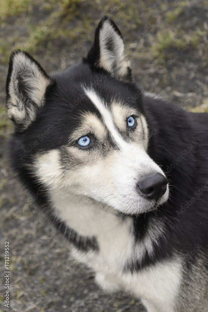 Portrait of Siberian Husky with blue eyes Portrait of Siberian Husky with blue eyes