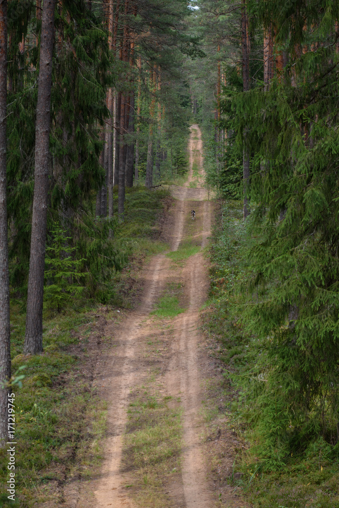 country road in forest country road in forest