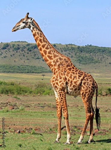 Potrait of an adult Giraffe standing on the open African Plains with a scenic bush background