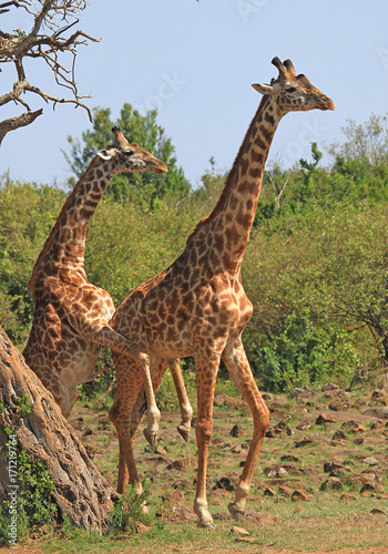 Male Giraffe attempting to mount a female Giraffe with a natural bushveld background