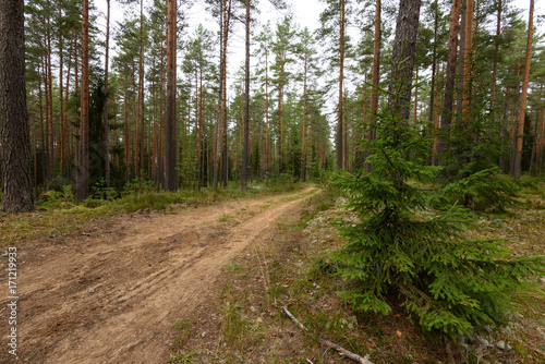 country road in forest