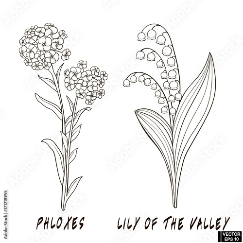 Set of flowers hand draw