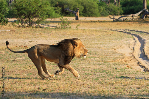 Cecil the iconic lion of Hwange running across the plains in Hwange, Zimbabwe.  Cecil was tragically killed in July 2015 by a hubter