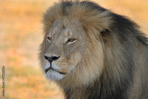 Cecil the Lion full frame image of face