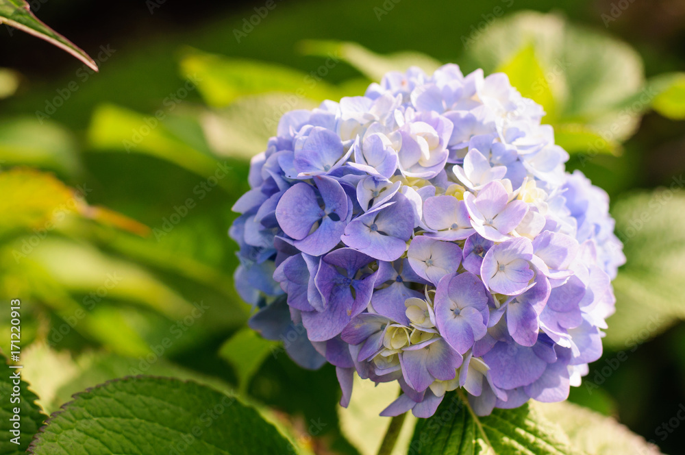 natural spring background with lilac flowers natural spring background with lilac flowers